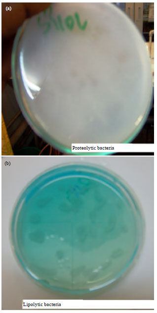 Image for - Microbiological Analysis of Aweturiver and the Proteolytic and Lipolytic Activities of the Microbial Isolates