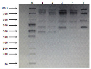 Image for - Genetic Linkage of the Antibiotic Resistance Ability in the Escherichia coli UR4 Strain Isolated from Urine