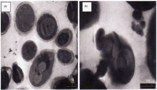 Image for - Assessment of Anticandidal Activity and Cytotoxicity of Root Extract from Curculigo latifolia on Pathogenic Candida albicans
