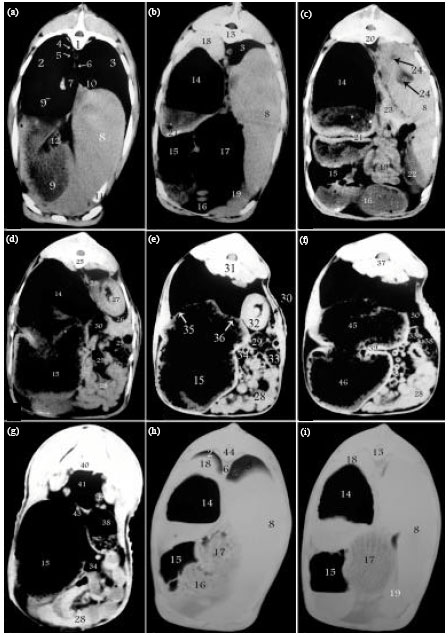 Image for - Contrast Radiographic, Ultrasonographic and Computed Tomographic Imaging Studies on the Abdominal Organs and Fatty Liver Infiltration of Zaraibi Goat
