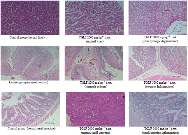 Image for - Acute Toxicity of Indonesian Natural Food Colorant Tectona grandis Leaf Extract in Wistar Rats