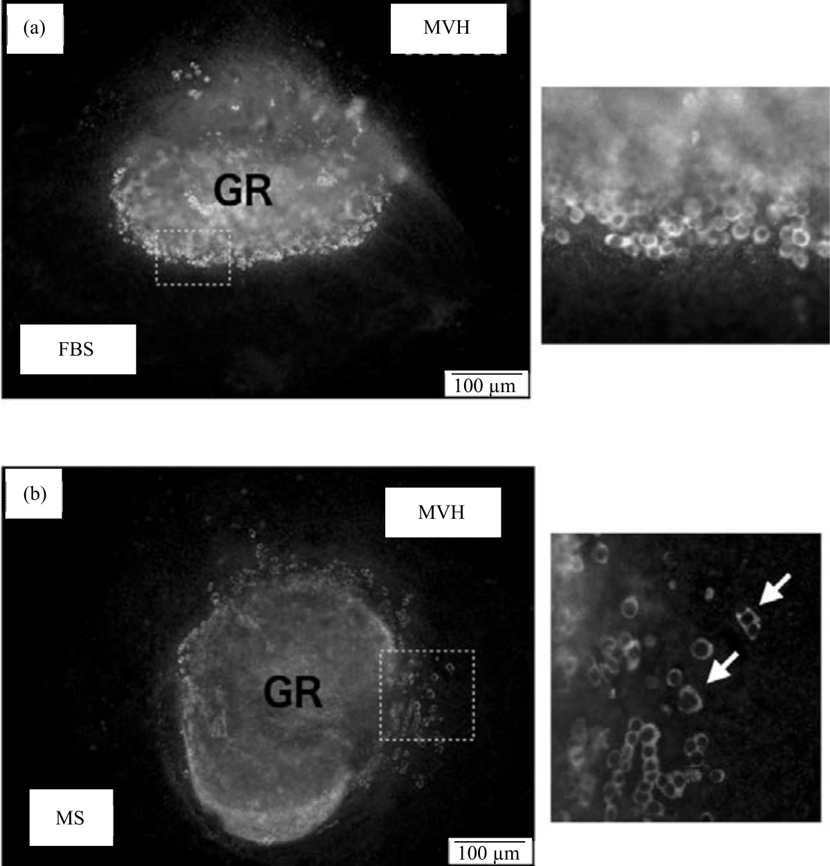 Image for - Activation of Migratory Ability in Male Mouse Primordial Germ Cells by in vitro Organ Culture