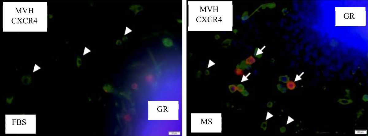 Image for - Activation of Migratory Ability in Male Mouse Primordial Germ Cells by in vitro Organ Culture