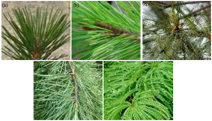 Image for - Identification of Conifer Species Based on Laboratory Spectroscopy and an  Artificial Neural Network