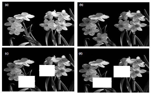 Image for - Image Copy-Move Forgery Blind Detection Algorithm Based on the Normalized  Histogram Multi-Feature Vectors