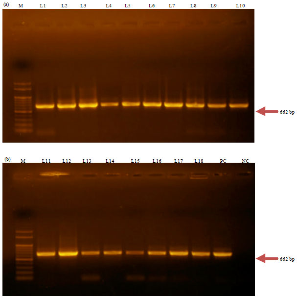 Image for - Rapid Identification of Eosine Methylene Blue Positive Escherichia coli  by Specific PCR from Frozen Chicken Rinse in Southern Chittagong City of Bangladesh:  Prevalence and Antibiotic Susceptibility