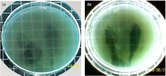 Image for - Occurrence, Detection and Isolation of Bdellovibrio spps. from some Fresh Water Bodies in Benue State, Nigeria
