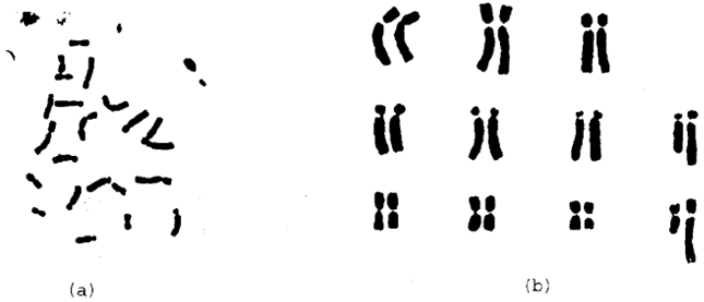Image for - Chromosomal Heteromorphy in the Karyotypes of Three Local Cultivars of Hippeastrum vittatum (Amaryllidaceae)