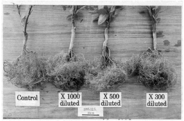 Image for - Effects of Foliar Application of Marine Algae Extract on the Growth and Development of Roots and Shoots in Satsuma Mandarin under Plastic House Conditions