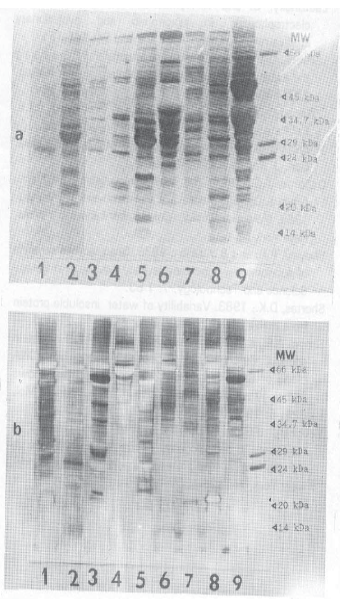 Image for - An Electrophoretic Analysis of the Seed Proteins of some Vicia L. Species from Northeast Anatolia (Turkey)
