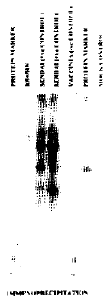 Image for - Expression of Sendai Virus HN Gene in BHK-21 bell Line