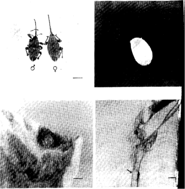 Image for - Investigations on the Biology of Hazelnut Beetle, Balaninus nucum L. (Coleoptera: Curculionidae) and its Damage to Hazelnut