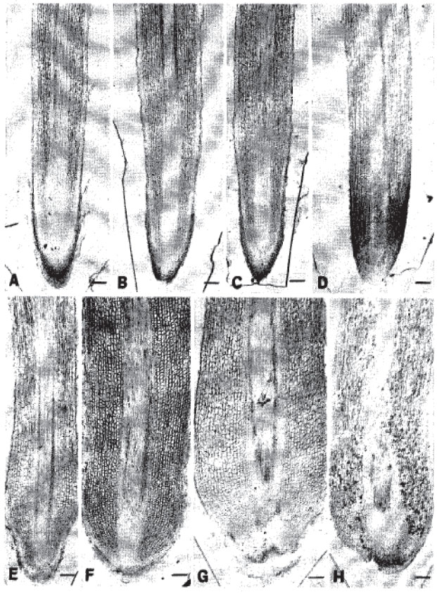 Image for - Anatomical Responses of Roots in Trifoliate Orange Budded with Satsuma Mandarin to Aerated and Stagnant Culture Solutions