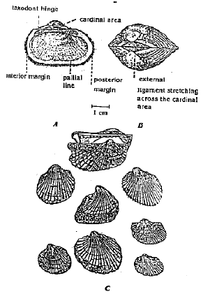 Image for - Taxonomical studies on the Edible Bivalve Molluscs Inhabiting the Coastal Zones of Alexandria, Egypt