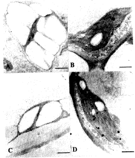 Image for - Development of Chloroplast in the Mesophyll Cells of Satsuma Mandarin Foliar Sprayed with Urea