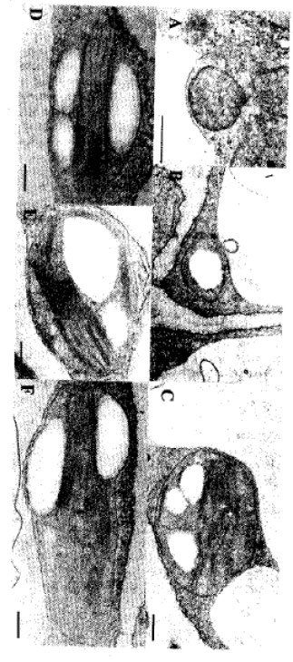 Image for - Ontogeny of Chloroplast in Satsuma Mandarin Young Leaves Sprayed with Urea