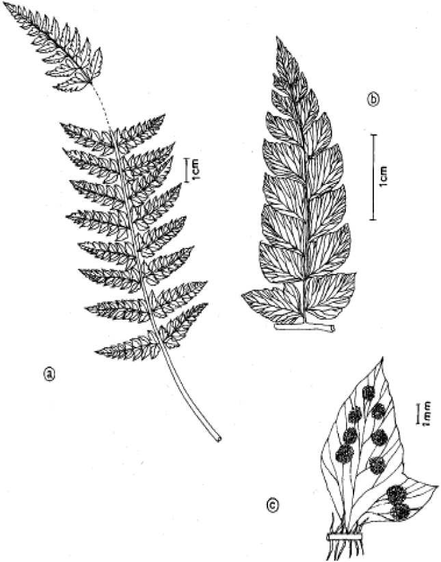 Image for - Two New Varieties of Polystichum squarrosum (D.Don) Fee (Dryopteridaceae-Pteridophyta) from Western Ghats, South India