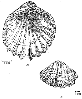Image for - Taxonomical studies on the Edible Bivalve Molluscs Inhabiting the Coastal Zones of Alexandria, Egypt