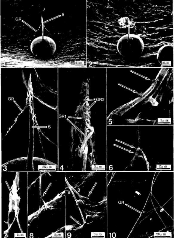 Image for - The Weaving Pattern and Structure of the Guy Ropes in Citrus Red Mite, Panonychus citri (McGregor) (Acari: Tetranychidea)