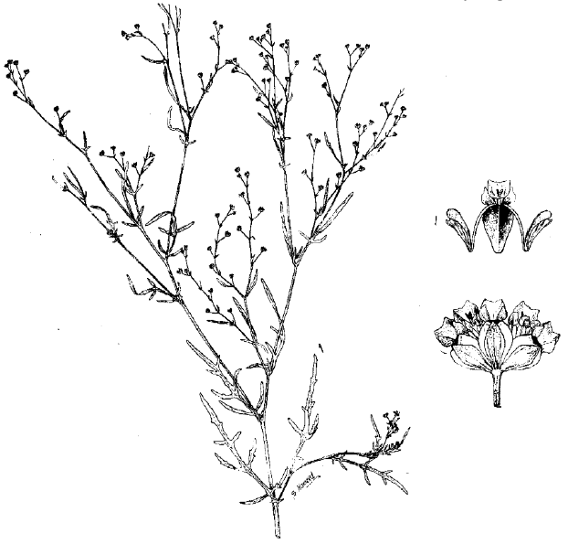 Image for - Parthenium hysterophorus L. Sp. Pl.: 988 (1753) A New Introduction to Pakistan