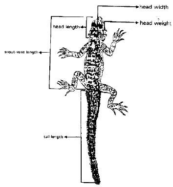 Image for - Community Structure, Microhabitat Use, Sex Ratio and Sexual Dimorphism in the Agamid Lizard, Agama agama spinosa