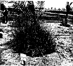 Image for - Growth Behavior of Kallar Grass (Leptochloa fusca L.) In Saudi Arabia