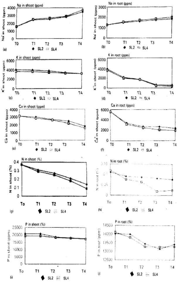 Image for - Physiological Responses of Eucalyptus Under Saline Environment. I: Ionic Composition in Selected Salt Tolerant and Salt Sensitive Provenances of Eucalyptus Camaldulensis