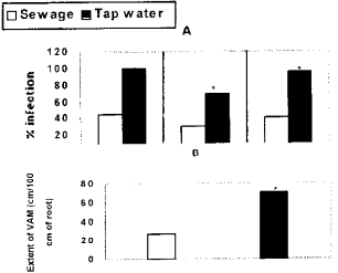 Image for - Sewage Farming and VA Mycorrhiza III: Effect of Sewage Irrigation on Growth, Yield, Nodulation and VA Mycorrhizal Colonization in Pea (Pisum sativum L.)