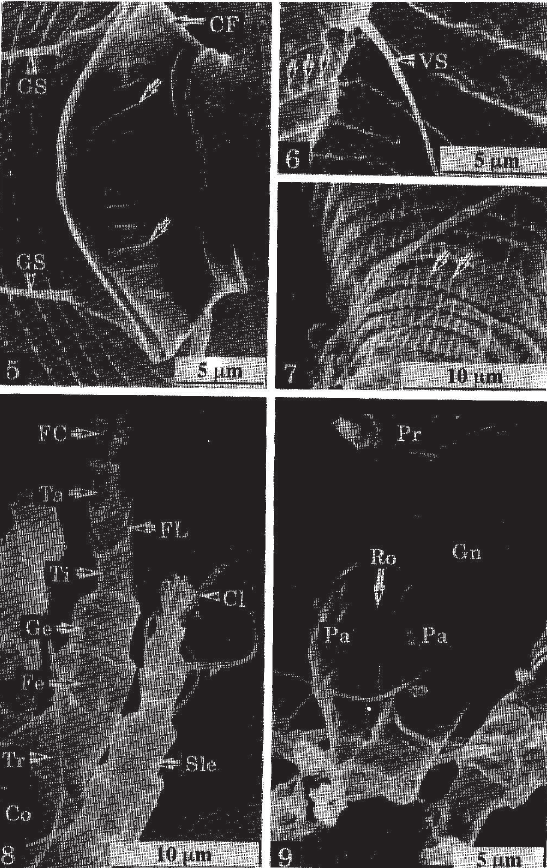 Image for - SEM observations on the external features of pink citrus rust mite,Aculops pelekassi (Keifer) (Acari: Eriophyidae)