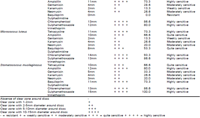 Image for - Antibiogram Sensitivity of Bacterial Organisms Identified from Surgical and Non-surgical Wounds of Animal