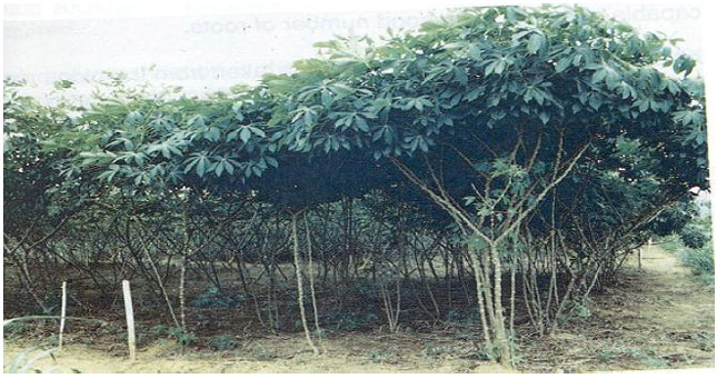 Image for - Anthracnose: An Economic Disease of Cassava in Africa
