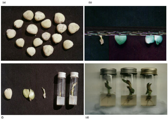 Image for - In vitro Technology for Embryo Rescue and Long-term Stocking of Mangrove Seedlings