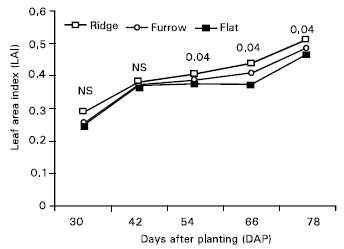 Image for - Dry Matter Accumulation and Partitioning and Growth of Garlic as Influenced by Land Configuration and Cultivars