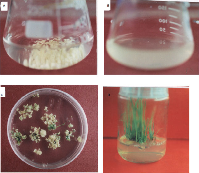 Image for - Initiation and Cryopreservation of Cell Suspension of Rice Basmati Varieties