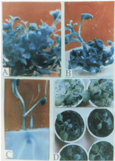 Image for - Rapid Multiplication of Chrysanthemum morifolium Through In vitro Culture