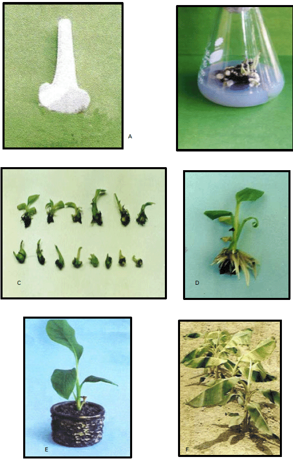 Image for - In vitro Shoot Multiplication and Rooting of Banana cv. Sabri