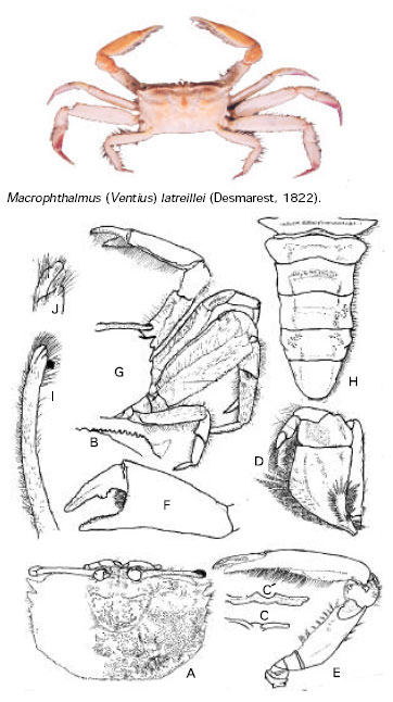 Image for - Redescription of Macrophthalmus (Ventius) latreillei Desmarest, 1822 with a Note on its Identification