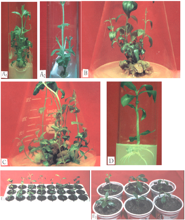 Image for - Micropropagation and Plant Regeneration of Rauvolfia serpentina by Tissue Culture Technique