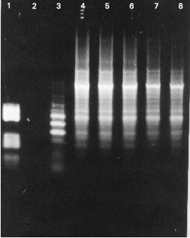 Image for - PCR Amplification and Cloning of T-DNA Homologous Sequences from Nicotiana glauca