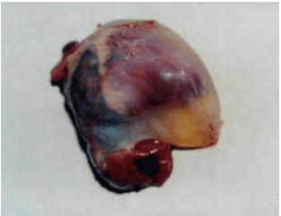 Image for - Adenovirus Induced Hydropericardium-hepatitis Syndrome in Broiler Parent Chickens in Chittagong, Bangladesh