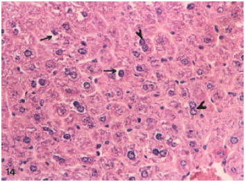 Image for - Histological, Ultrastructural and Immunohistochemical Studies of the Low Frequency Electromagnetic Field Effect on Thymus, Spleen and Liver of Albino Swiss Mice