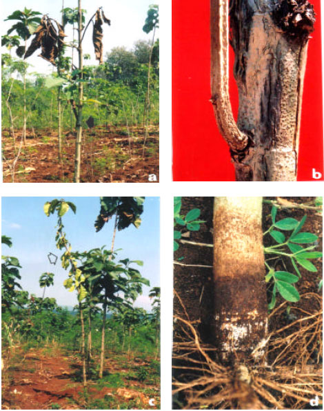 Image for - The Incidence of Pests and Diseases on Teak Plantation, Grown from Tissue Culture in Kendal Forest, District Central Java