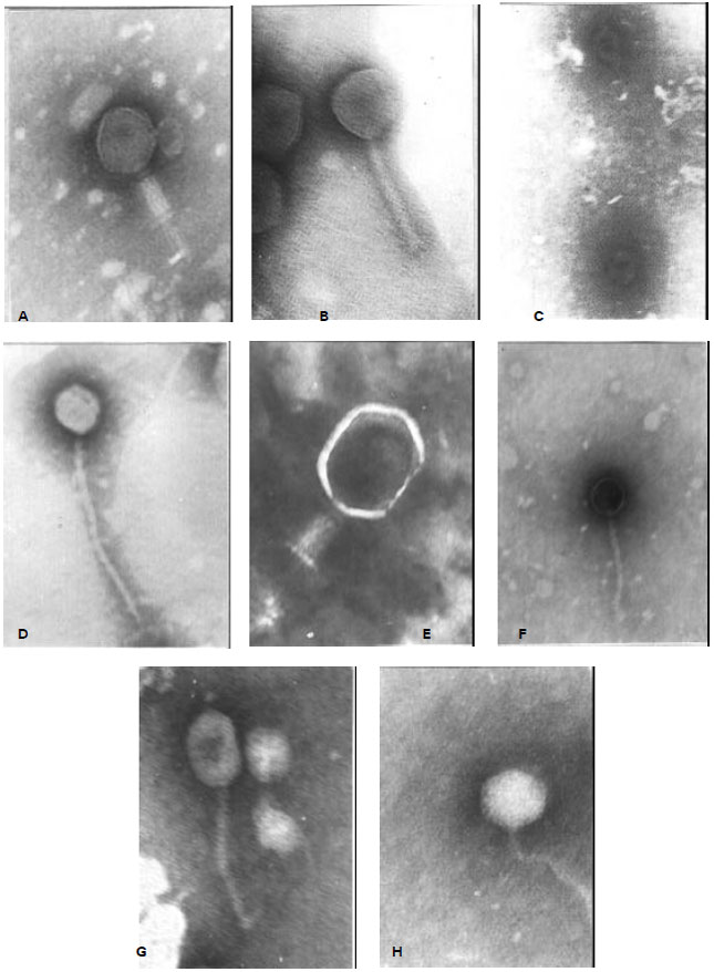 Image for - The Efficiency of Removal of Total Coliforms, Faecal Coliforms and Coliphages in a Wastewater Treatment Plant in Riyadh