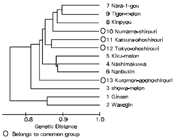 Image for - Classification of Oriental Melon by RAPD Analysis