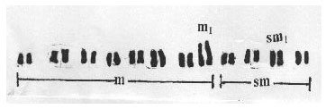 Image for - Quantitative Karyotype Analysis of Lycopersicon esculentum cv. Oxheart