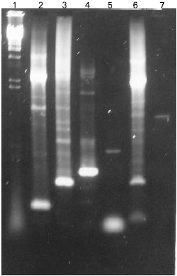Image for - PCR Amplification and Cloning of T-DNA Homologous Sequences from Nicotiana glauca