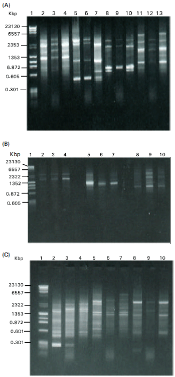Image for - PCR-based DNA Fingerprinting Analysis of Coliphages Isolated from Sewage Polluted Seawater in Alexandria