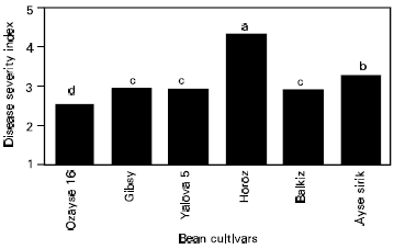 Image for - Determination of the Anastomosis Grouping and Virulence of Rhizoctonia solani Kuhn Isolates Associated with Bean Plants Grown in Samsun/Turkey