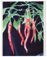 Image for - Transformation of Red Chilli Variety Cillibangi-2 (Capsicum annum L.) With cDNA of Cucumber Mosaic Virus Coat Protein Gene by Direct Uptake