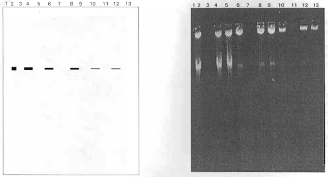 Image for - Plasmid-Encoded Transferable Antibiotic Resistance in Gram-negative Bacteria, Isolated from Drinking Water in Ismailia City